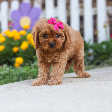 Cleo - Available 9/24