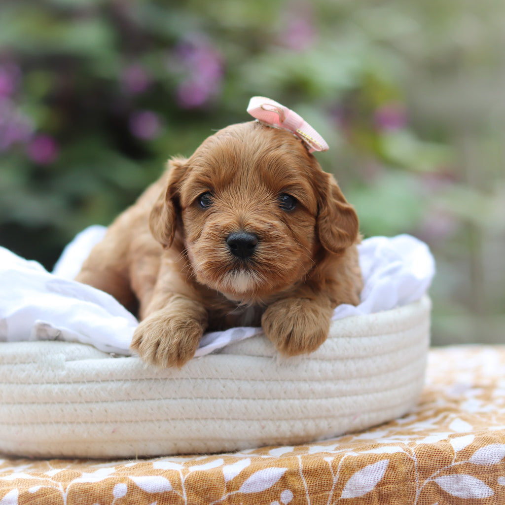 Gretel - Available 9/24