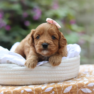 Gretel - Available 9/24