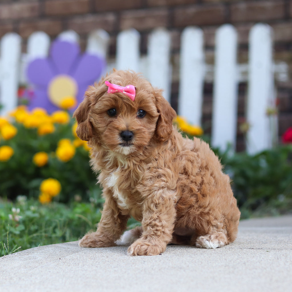 Gretel - Available 9/24