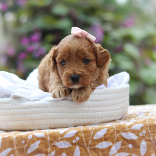 Gretel - Available 9/24