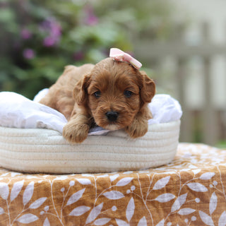 Gretel - Available 9/24