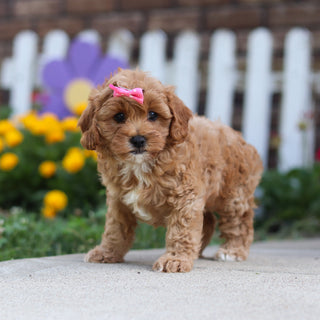 Gretel - Available 9/24