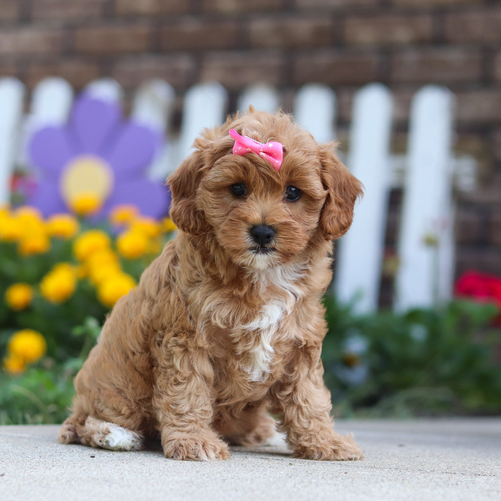 Gretel - Available 9/24