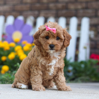Gretel - Available 9/24