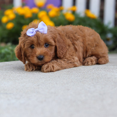 Georgina - Available 9/24