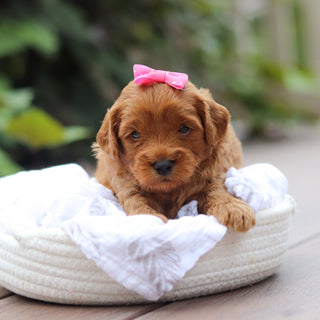 Georgina - Available 9/24