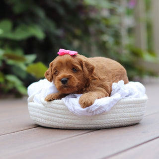 Georgina - Available 9/24
