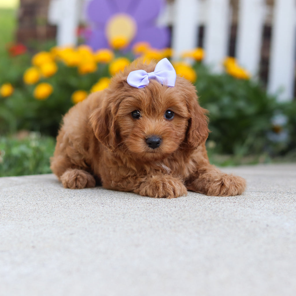 Georgina - Available 9/24