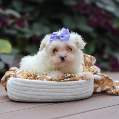 Winifred - Available 10/8