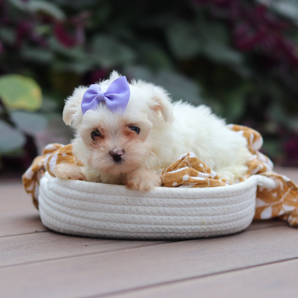 Winifred - Available 10/15