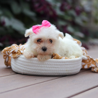 Winnie - Available 10/8