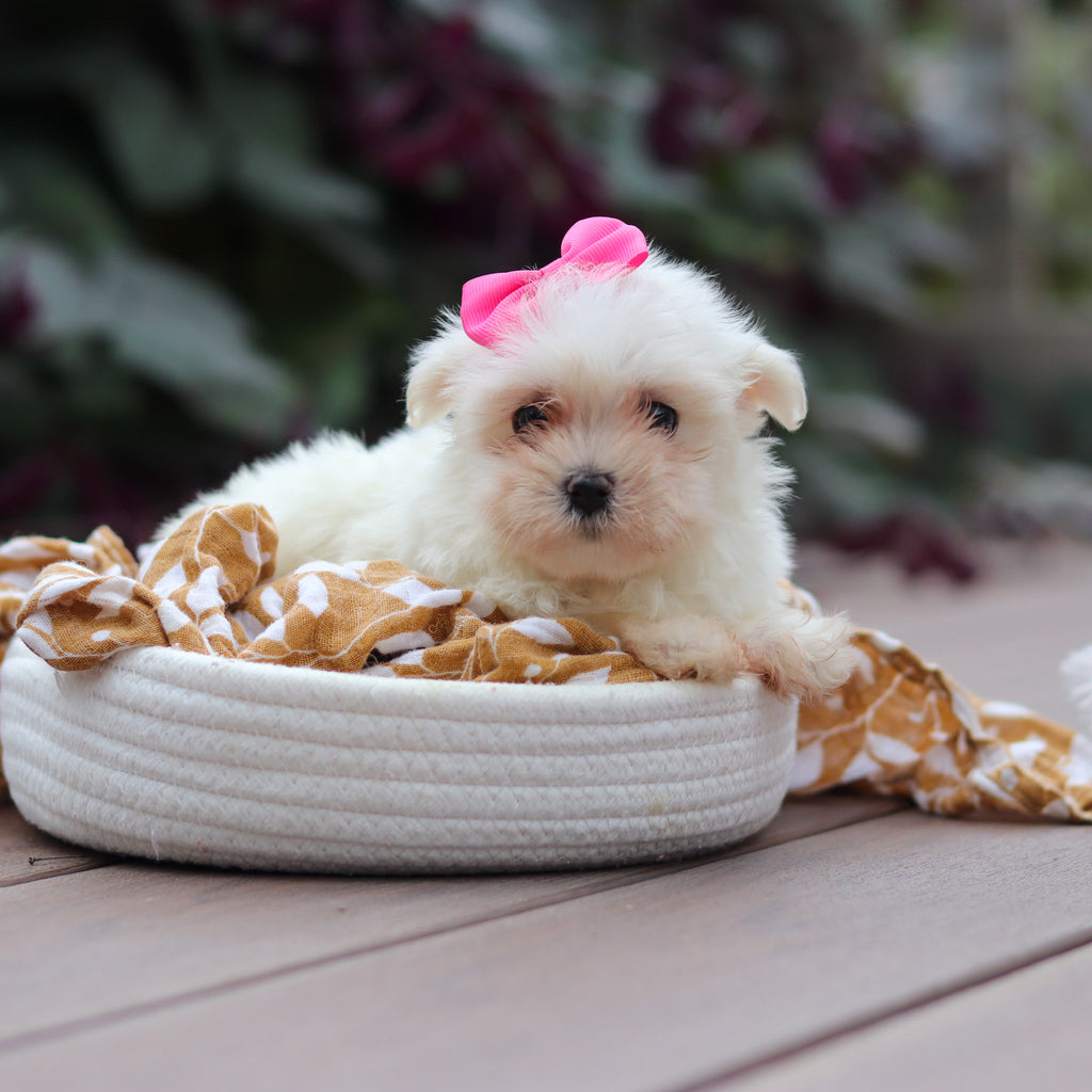 Winnie - Available 10/15