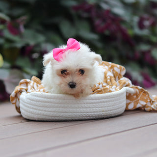 Winnie - Available 10/15