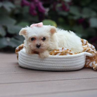 Wanda - Available 10/8
