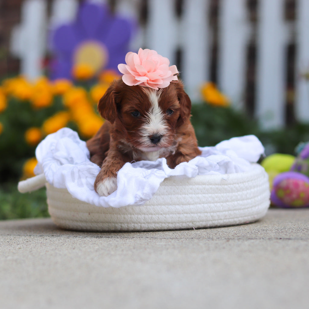 Delany - Available 10/15