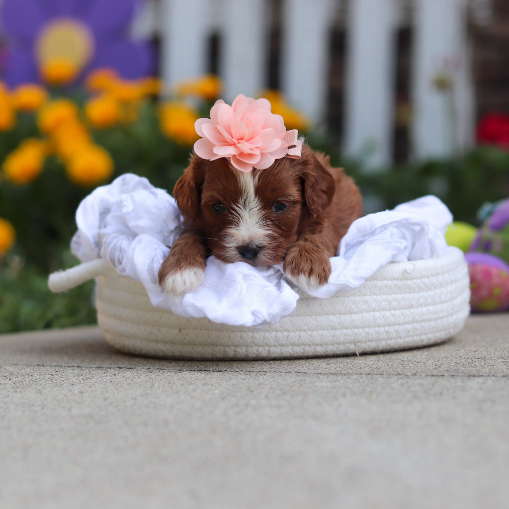 Delany - Available 10/15