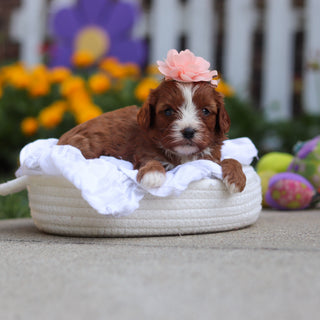 Delany - Available 10/15