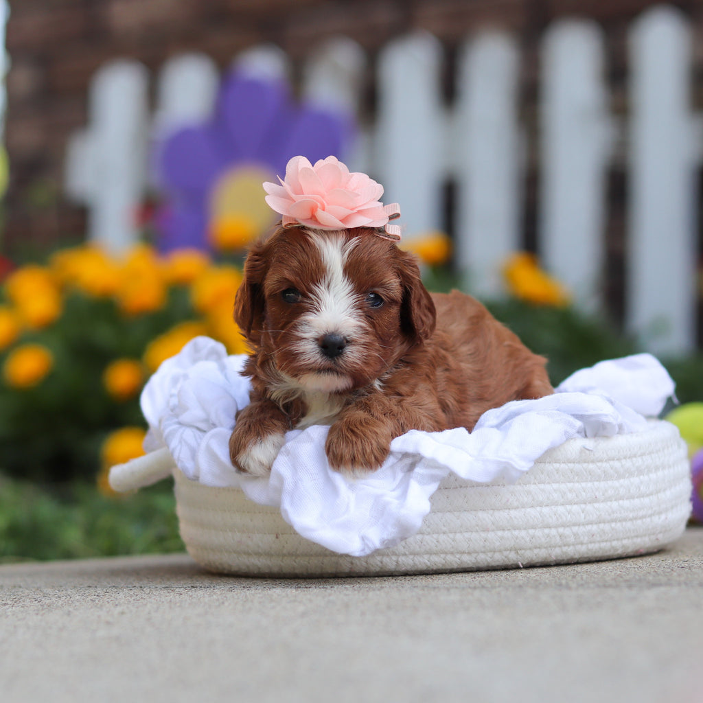 Delany - Available 10/15