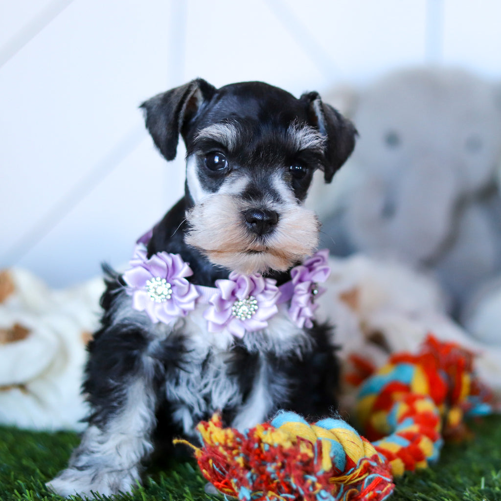 Zuki - Available 2/18