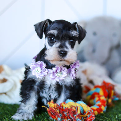 Zuki - Available 2/18