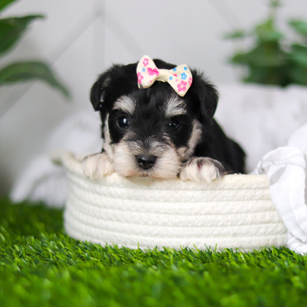 Zuki - Available 2/18