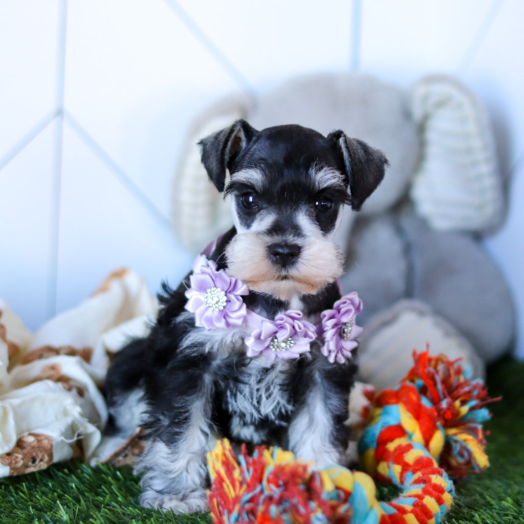 Zuki - Available 2/18