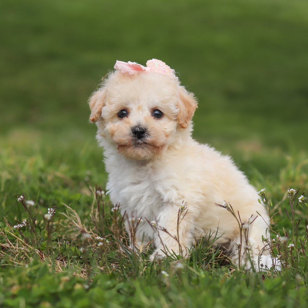 Thelma - Available 4/16