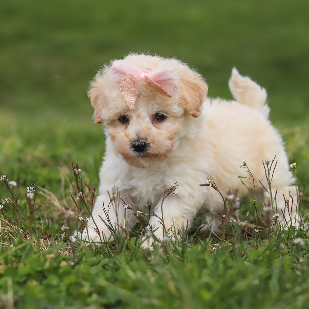 Thelma - Available 4/16