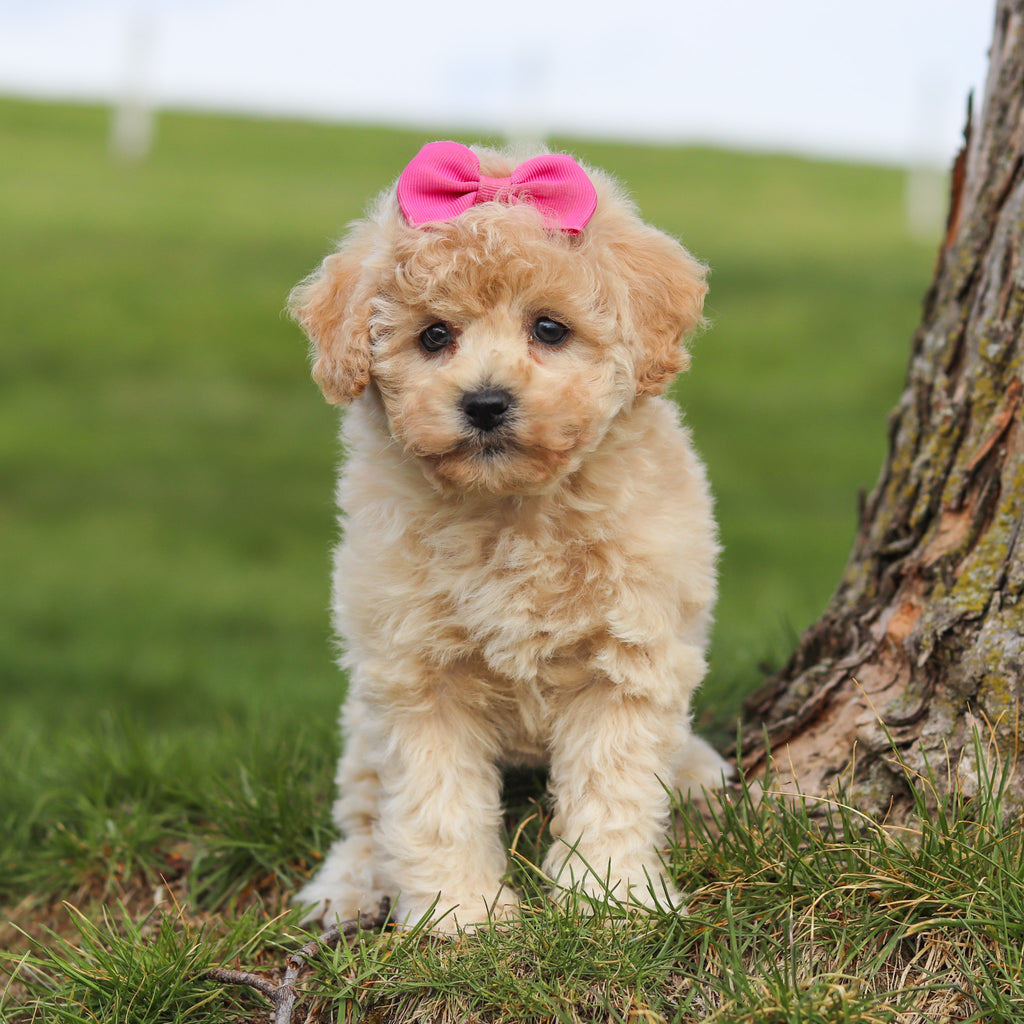 Trudy - Available Now