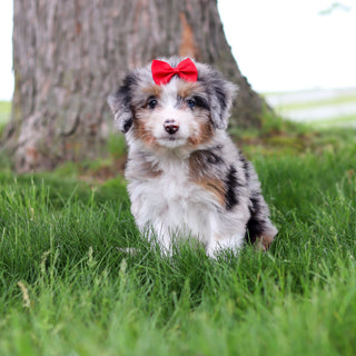 Sophia - Available 5/14