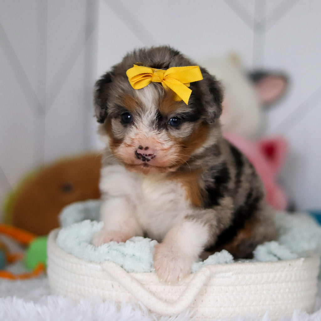 Sophia - Available 5/14