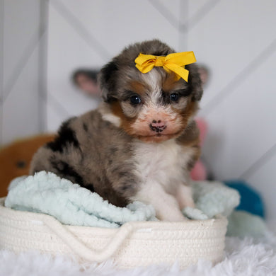 Sophia - Available 5/14