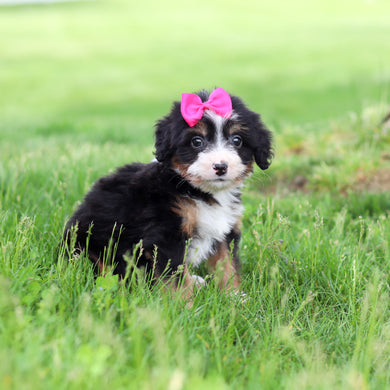 Sienna - Available 5/14