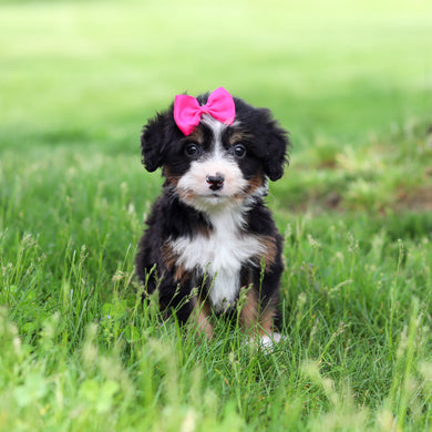 Sienna - Available 5/14