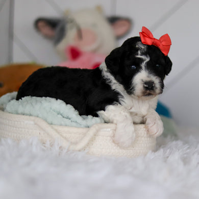 Susie - Available 5/28