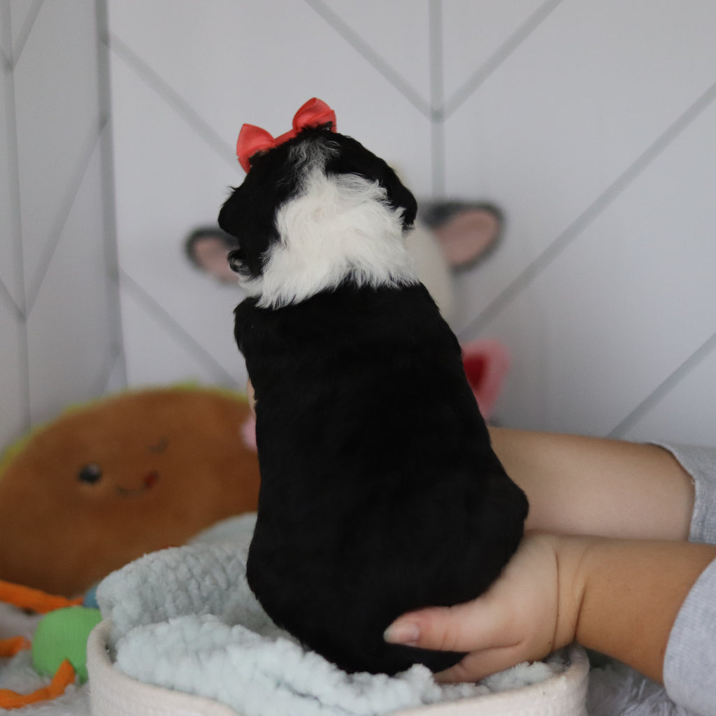 Susie - Available 5/28
