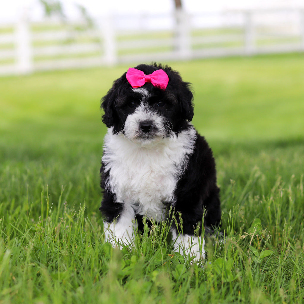 Susie - Available 5/28