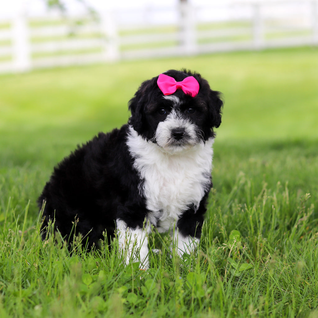 Susie - Available 5/28
