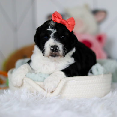 Susie - Available 5/28