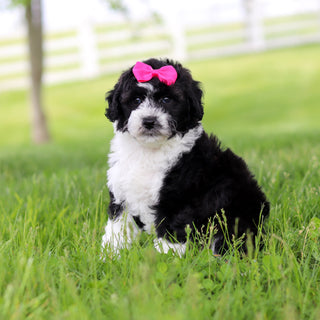 Susie - Available 5/28