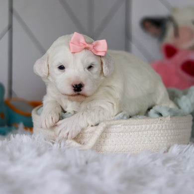 Star - Available 5/28