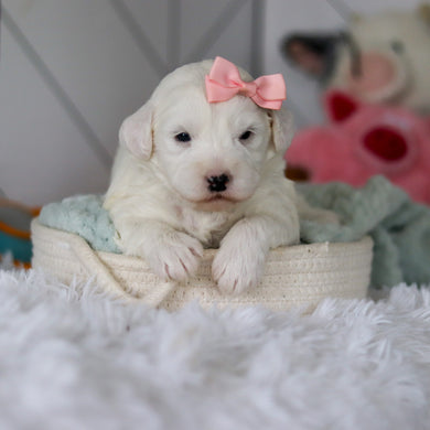 Star - Available 5/28