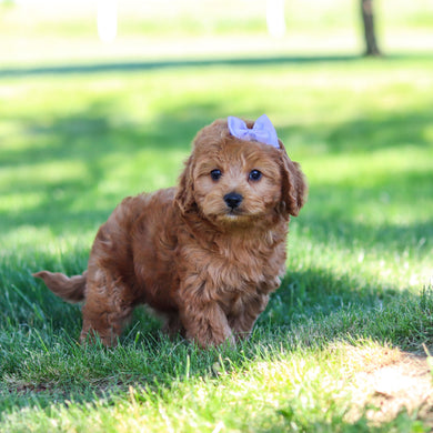 Gertie - Available 6/18
