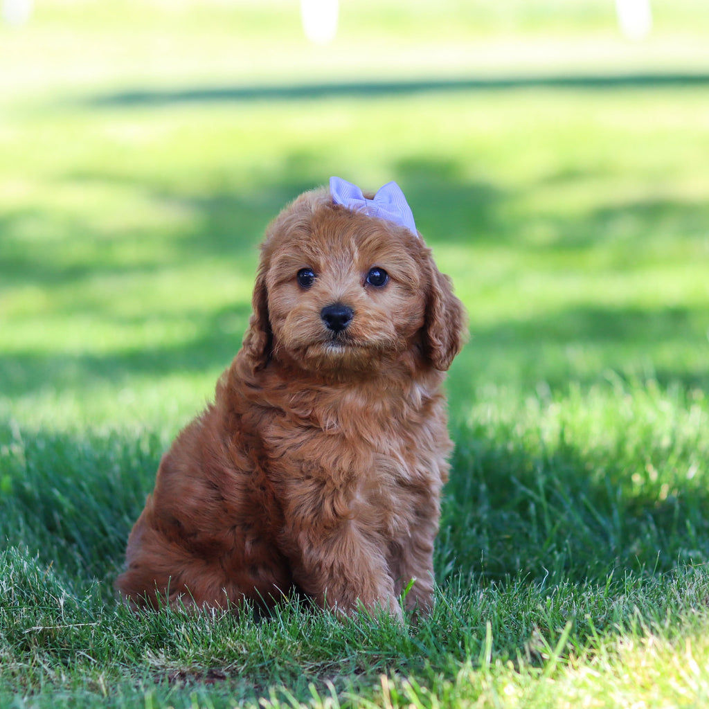 Gertie - Available 6/18