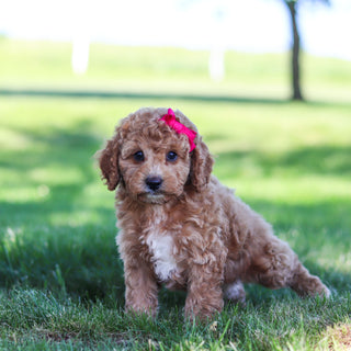 Goldie - Available 6/18