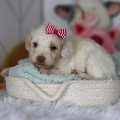 Winslet - Available 5/21