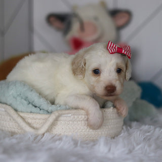 Winslet - Available 5/21