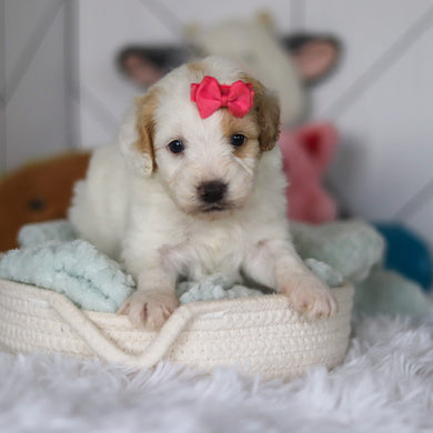 Winter - Available 5/21