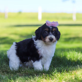 Robin - Available 6/18
